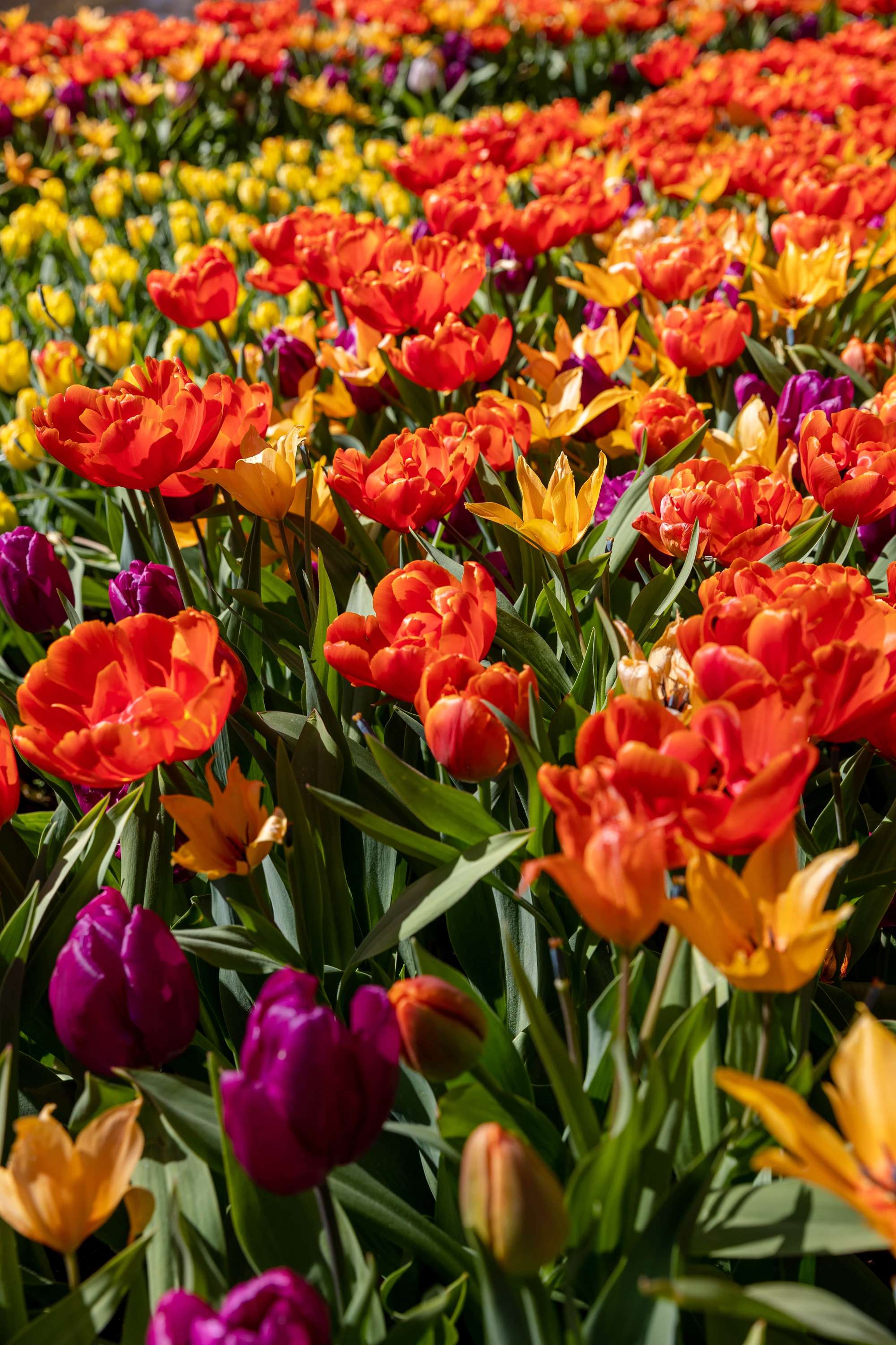 Botanisk Tulpan 'Praestans Shogun'